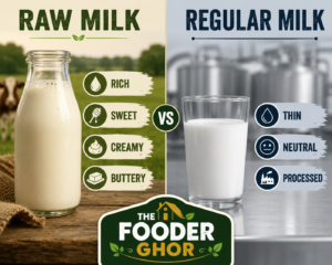 Fooder Ghor infographic comparing the rich, buttery taste of raw cow milk versus the neutral profile of regular pasteurized milk.